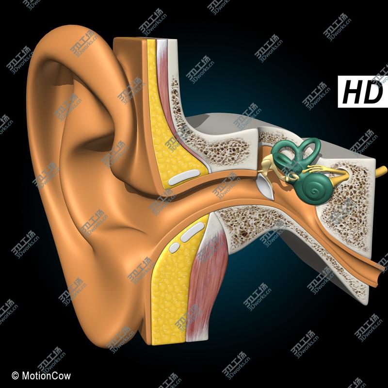 images/goods_img/20210313/Ear X-Section/2.jpg